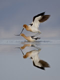 American Avocet (Recurvirostra Americana) Pair Mating  Antelope Island State Park  Utah