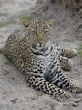 Leopard (Panthera Pardus)  Masai Mara National Reserve  Kenya  East Africa  Africa