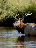 Bull Elk (Cervus Canadensis) Standing in a Stream  Rocky Mountain National Park  Colorado  Usa