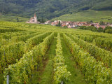 Vineyards and Villages Along the Wine Route  Alsace  France  Europe