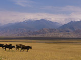 Cattle Walking Through Pastureland  Mountains in Background Torugart Pass  Kyrgyzstan  Central Asia