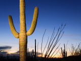 Saguaro Cactus in Tucson Mountain Park  Tucson  Arizona  United States of America  North America