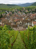 View over the Village of Riquewihr and Vineyards in the Wine Route Area  Alsace  France  Europe