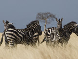 Zebras at Nechisar National Park  Arba Minch  Rift Valley Region  Ethiopia  Africa