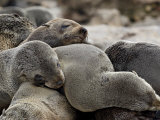 Cluster of Cape Fur Seal  Elands Bay  Western Cape Province  South Africa