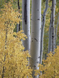 Aspen Trunks Behind Yellow Maple Leaves in the Fall  White River National Forest  Colorado  Usa