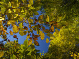 Beech Forest  Cansiglio  Veneto  Italy  Europe