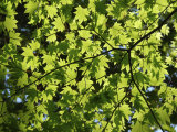Japanese Maple in Summer Colours  Kussharo Caldera Lake  Akan National Park  Hokkaido  Japan