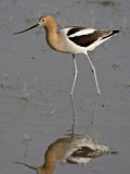 American Avocet (Recurvirostra Americana) Wading  Bear River Migratory Bird Refuge  Utah