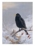 In Winter's Grasp - Blackbird  1921