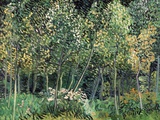 Small forest  July 1890
