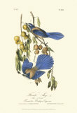 Florida Jays