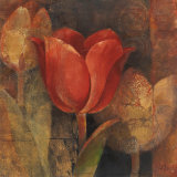 Tulip Reflection