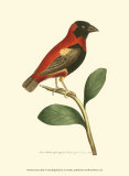 Crimson Birds I