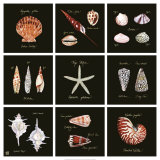 Striking Shells Nine Patch