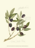 Gaeta Olives