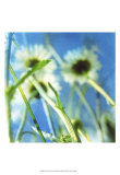 Daisies II