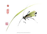 Grasshopper
