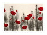 Red Poppies