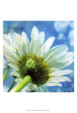 Daisies I