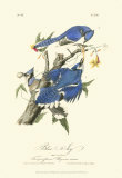 Blue Jays
