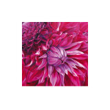 Fabulous Pink Dahlias