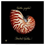 Striking Shells II