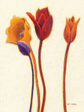 Tulipan III