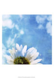 Daisies III