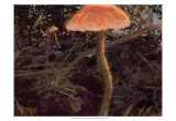 Forest Floor I