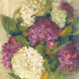 Hydrangea Delight I