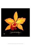 Vivid Orchid VI