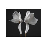 Cyclamen
