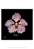 Vivid Orchid V