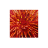 Fabulous Orange Dahlia