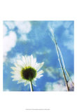 Daisies IV