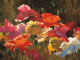 Poppies in Sunshine