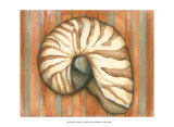Shell on Stripes IV