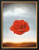 Rose Meditative  c1958