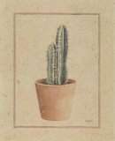 Trichocereus