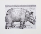 Rhinoceros  c1515