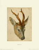 Head of a Roebuck
