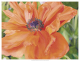 Fading Poppy