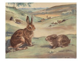 Woffly The Rabbit And Quick Ears The Hare