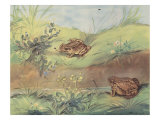 Hoppity-Skip And Crawl About
