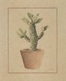 Euphorbia