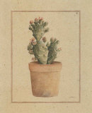 Opuntia Vulgaris