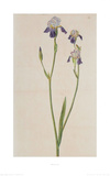 Iris (detail)