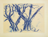 Two Old Lime Rrees