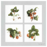 Fruits Rouges